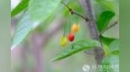一日禅：青菜萝卜品真味