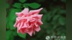 一日禅：不去想