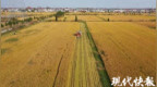 江苏电力物联网助力粮食烘干！年替代电量达<em>3147</em>万度