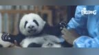 熊猫基地98%的熊<em>mer</em>都曾被他饲养过