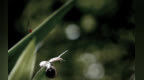安静的特写<em>cs3</em>