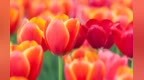 为了旅游业！荷兰改名尼德兰原因：<em>Holland</em>只是两省统称无法代表整个国家