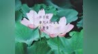 天眼讲故事100：<em>真善美</em>姐妹度生极乐