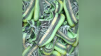 酷似 Yeezy 350 <em>V2</em> “Glow” ！全新 Yeezy 350 <em>V2</em> “Yeezreel” 实物曝光