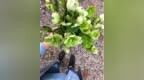 冬季到了家里可以养那些耐寒又好养<em>的</em><em>花</em>？雪<em>天开</em>绿色花瓣超<em>有</em>气质