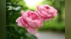 代表想念<em>的</em><em>花</em><em>有</em><em>哪些</em>？考拉园艺网带你了解代表着想念<em>的</em><em>花</em>