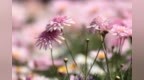 花期最长<em>的</em><em>花</em><em>有</em><em>哪些</em>？考拉园艺网带你了解花期最长<em>的</em>花卉排名