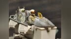 40岁男人作品格鲁曼经典之作<em>F14</em>雄猫战机