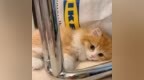 <em>头像</em>|可爱猫猫狗狗小动物<em>头像</em>