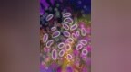 安泰康赛宣布突破性发现-<em>MYC</em>合成致死抗肿瘤候选药物JMBI-001