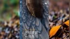带上《怎样理解一只鸟》一起City <em>walk</em>