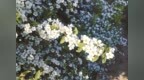 吾爱喷<em>雪花</em>