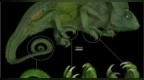 科学家破解变色龙两千年来“独立转动双眼”的近360°视觉谜题
