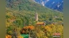 河南登封：嵩山古树披金 古建熠熠生辉