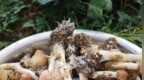 重庆一家七口误食蘑菇中毒，60岁老人住进<em>ICU</em>，科普博主：吃的大青褶伞有剧毒