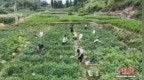 (乡村行·看振兴) 广东茅坪村：高山辣椒迎丰收 “田间直播间”拓宽富民新路