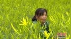 （乡村行·看振兴）山西沁水：“小金花”铺就致富“黄金路”