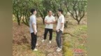 （乡村行·看振兴）广东青年“智”解荔枝种植难题 助力乡村振兴