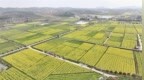 这些诗，从地里“长”出来
