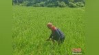 （乡村行·看振兴）江西鹰潭月湖区：“共享稻田”长出“金稻穗”