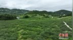 （长江十年行）写在青山绿水间的贵州“绿色答卷”