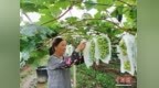 （乡村行·看振兴）广西兴业阳光玫瑰喜丰收 “甜蜜产业”助增收