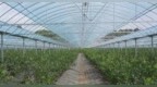 吉林东辽仙露蓝莓迎采收旺季
