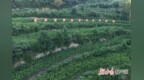 一粒玉米的“有机之旅” 