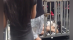 多人将两女子关铁笼游街 警方通报