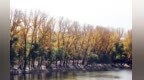 别等秋天结束！龙沙公园这抹治愈黄，现在去正好…