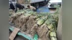 6元一捆大葱进早市！冰城秋菜季开秤，379条疏导街路便民卖菜