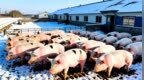 养猪双雄合计亏超22亿，猪企集体过苦日子