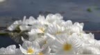 海菜花见证洱海生态之变