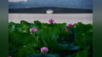 节令之美｜夏至：最长白昼里，荷风送香来