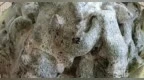 女子吐槽妈妈炖的豆角疯狂冒泡！还以为长毛了…网友：放洗衣机里炖的？