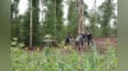 七百亩碎田的“重生”密码——“谁来种地、怎么种地”的驮达作答