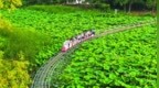 宛新平：合肥夏日游，何以“智”胜？
