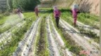 【深读·三农】糜谷飘香处 智慧种田时——兰州市榆中现代寒旱农业粮食产业示范基地发展的启示