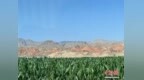 禁牧之后，祁连山下的牧民这样转型