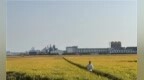 “藏粮于技”激活种子潜能：重访方正水稻试验田，看春播科技“一粒籽”交出秋收新答卷
