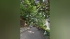 松山市政公園一古樟樹將設支撐棚架加護保安全