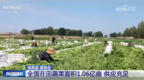 全国蔬菜供应总体形势平稳、种类丰富 高温天如何科学吃菜？“指南”来了！