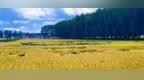绥化：北大荒粮满仓 育种提速 抗性产量双升