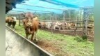 （吉遇安图）科技攻坚激活黄牛产业 安图县万宝镇探索牛黄种养融合富民路