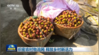 视频｜织密农村物流网 释放乡村新活力
