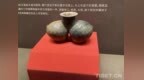 探访西藏博物馆：触摸高原脉络，见证历史回响