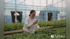 湖北咸宁：全域整治让乡村既有景观又有产业