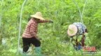 （乡村行·看振兴）广东葛藤村：香芋冬瓜成“致富果” 香飘海内外