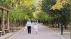 人不多、树够老、秋意浓丨哈尔滨市民国庆长假热衷挖掘城市“小森林”