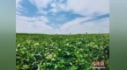 （乡村行·看振兴）围场土豆“七十二变”：从吉尼斯纪录到“土”味顶流